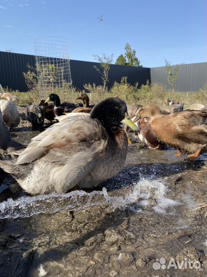 Руанские утки. Инкубационное яйцо. Утята