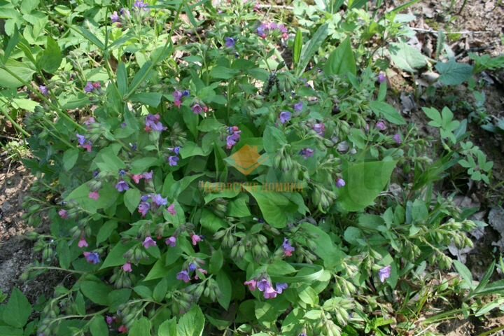 Участок 12 сот. (ИЖС)