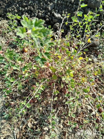 Саженцы крыжовника