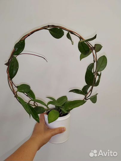 Фикус, Хойи