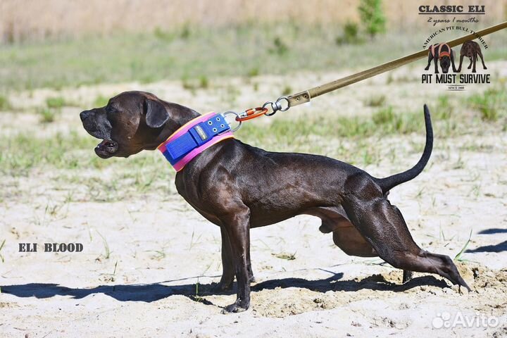 Американский пит-буль терьер (апбт)