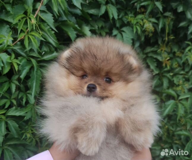 Щенки шпица