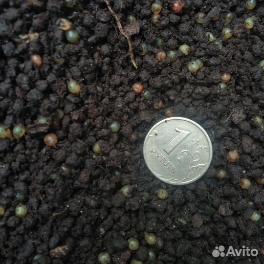 Коконы дендробены