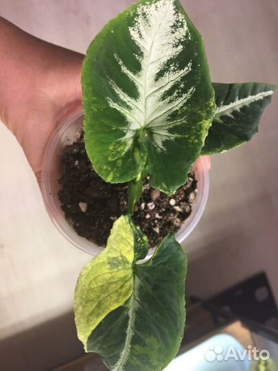 Сингониум яичница