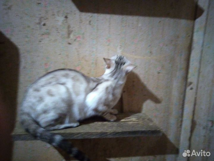Кошки