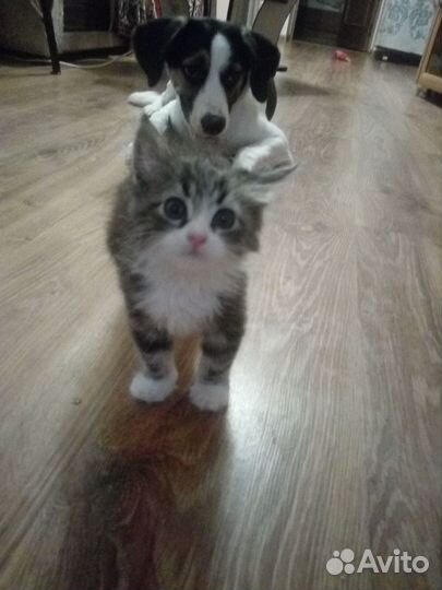 Маленькие пушистики