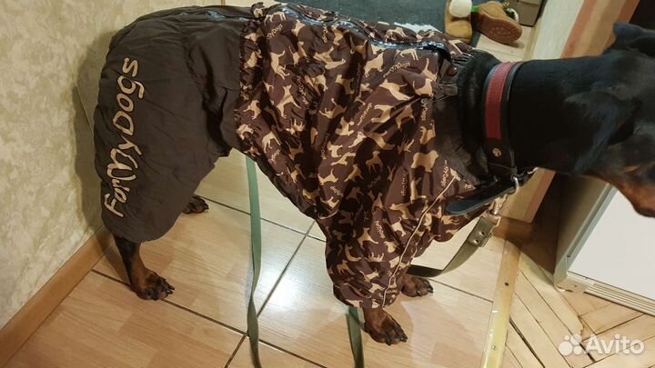 Одежда для собак