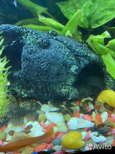 Сомики анциструсы мальки