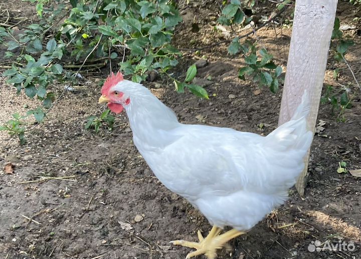 Крупные петухи