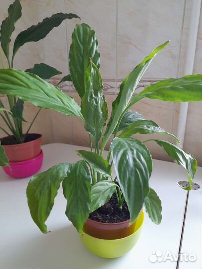 Спатифиллум