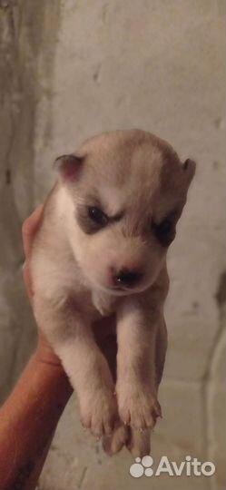 Щенки сибирской хаски мальчики и девочки