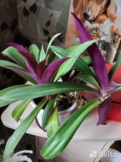 Традесканция Рео