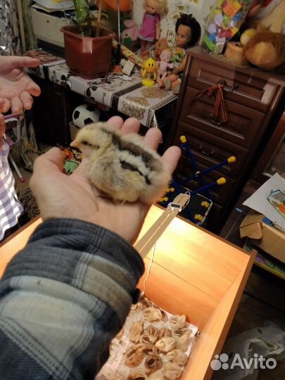 Цыплята 4 суточные Мастер грей