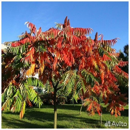 Сумах - декоративное деревце, виноград