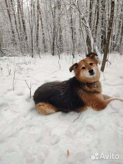 Красавица Герда ждёт своего хозяина в приюте