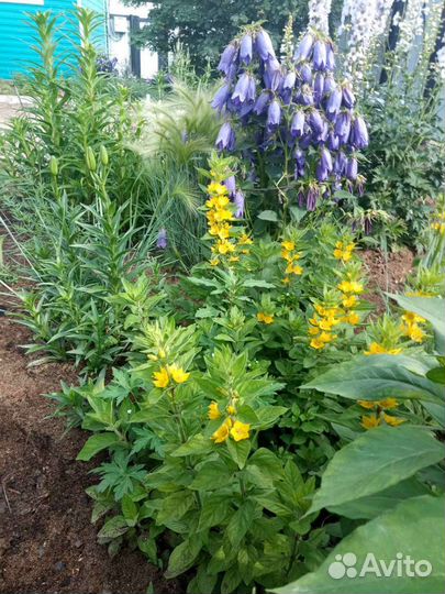 Дербейник иволистный