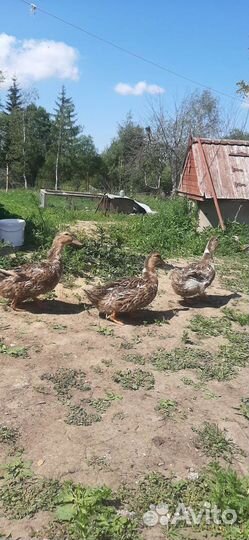 Башкирские утята (чистопородные)