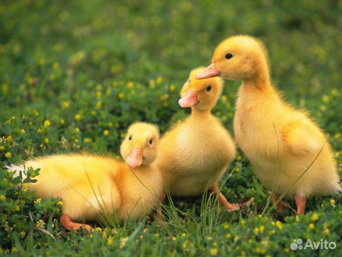 Черри Велли суточные утята