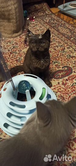 Кошки в добрые руки бесплатно