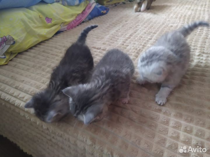 Шотландские котята