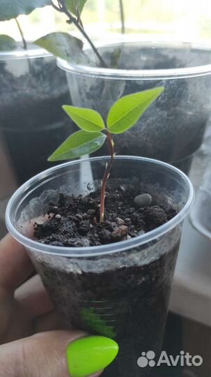 Лавровый лист саженцы, лавр благородный