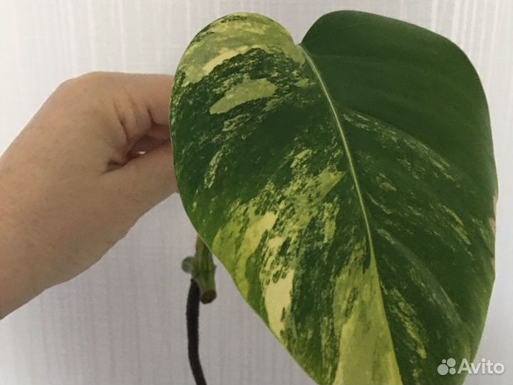 Монстера yellow желтая