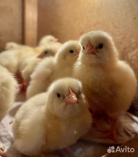 Молодняк С/Х птицы. Бройлер, Индюшата и др