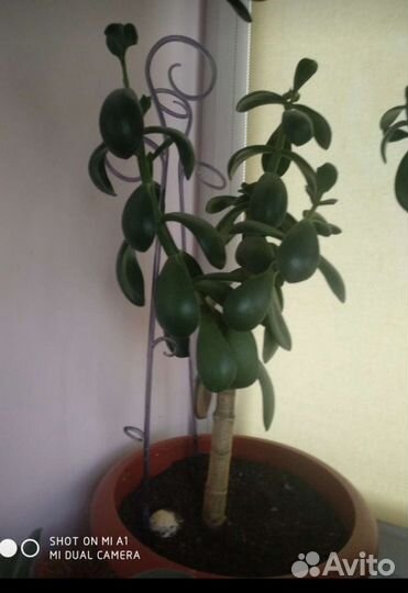 Толстянка(денежное дерево)