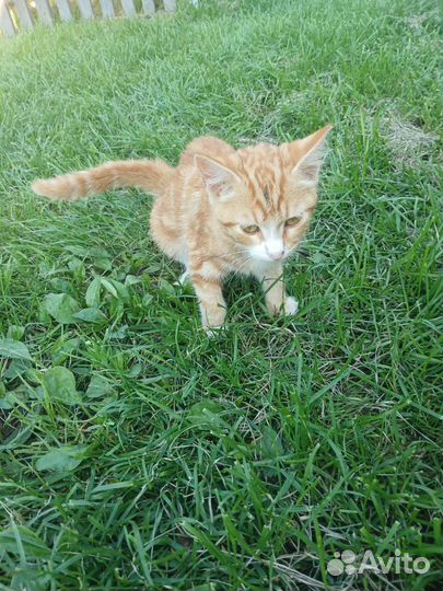 Отдам в добрые руки