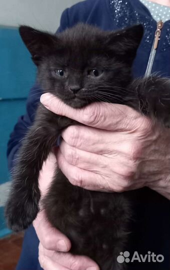 Котят в добрые руки бесплатно