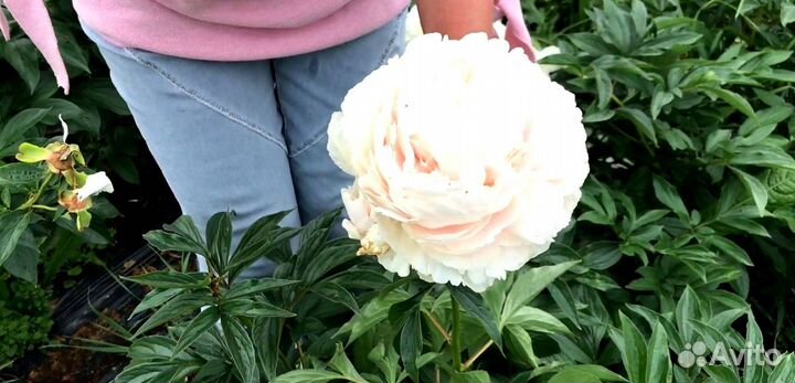 Пион Соланж, клубни