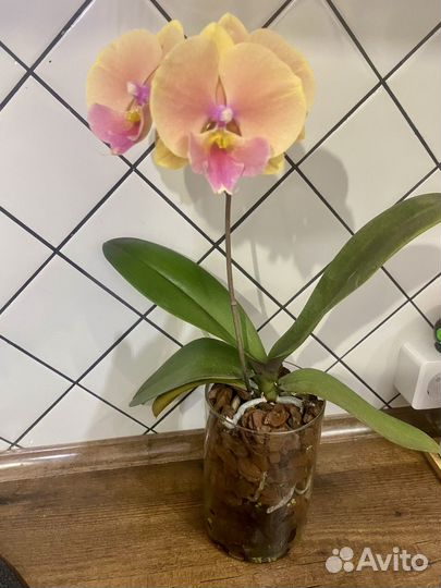 Орхидея фаленопсис