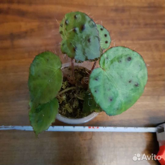 Бегония Melanobulata