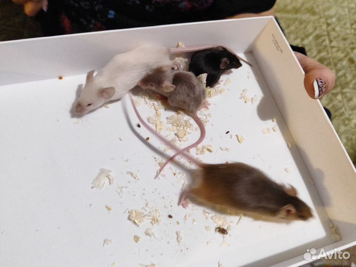 Декоративные мыши