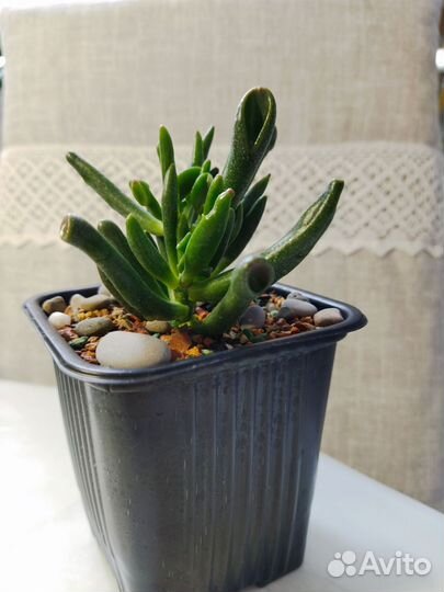 Крассула хоббит