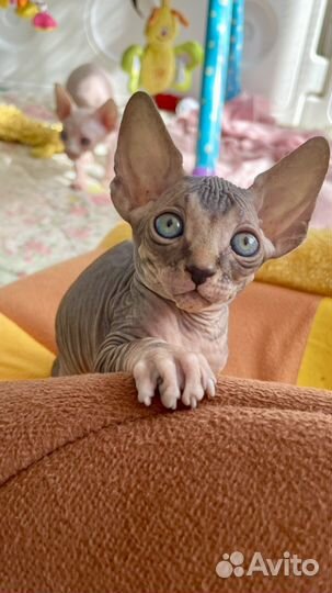 Канадский сфинкс