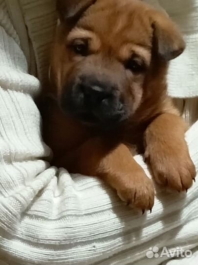 Щенки шарпей