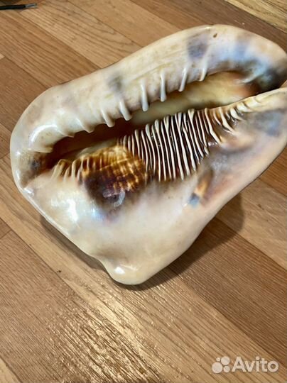 Раковины с Карибского моря