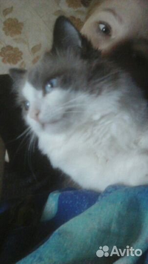 Шикарные малышата рэдголл