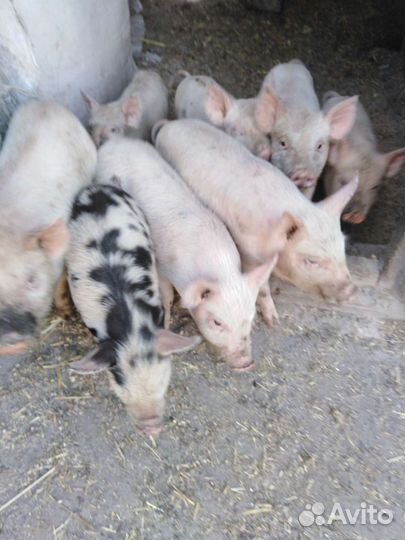 Поросята