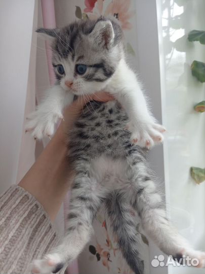 Котятки в добрые руки