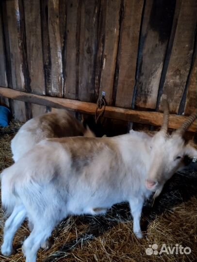 Козочки дойные