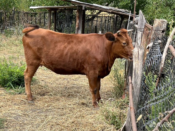Телка 1,2месяца
