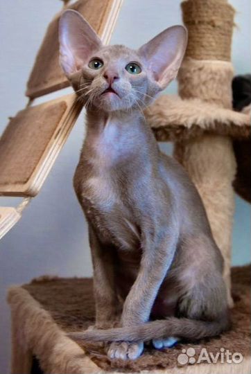 Ориентальная