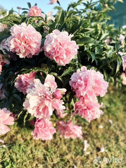 Аромадиагностика по селективной парфюмерии