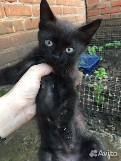 Кошки в добрые руки бесплатно