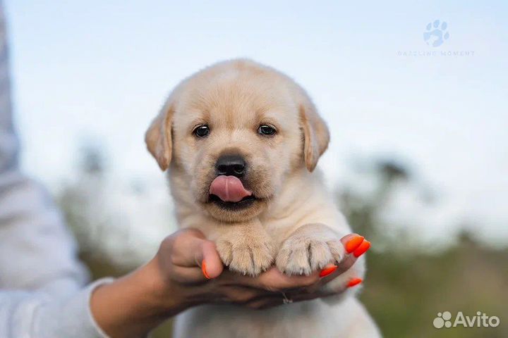 Щенки лабрадора