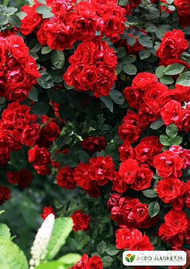 Продажа растений