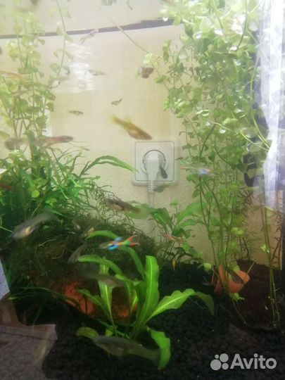 Аквариумные растения и рыбки