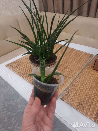 Сансевиерия цилиндрика